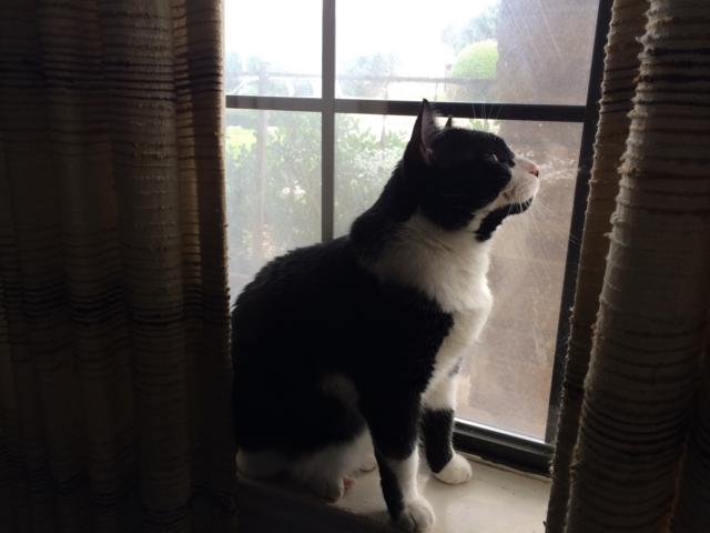 Photo of a cat named Shakespeare sitting on a window sill